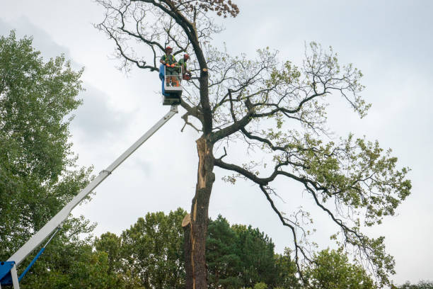 The Steps Involved in Our Tree Care Process in Bonnetsville, NC